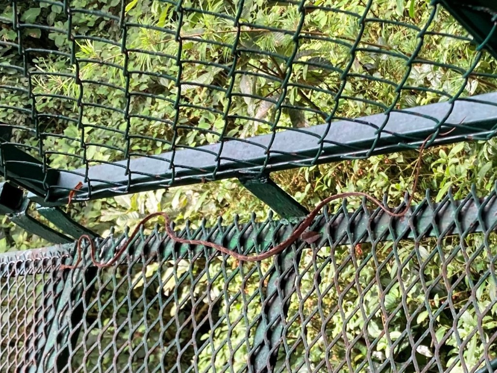 Selvatura Bridge 1 and Snake