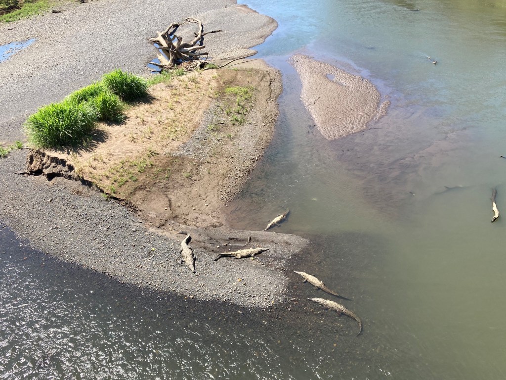 Crocodiles under Tarcoles Bridge
