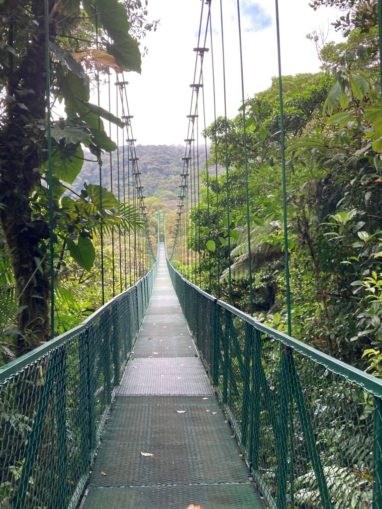 Selvatura Bridge 4