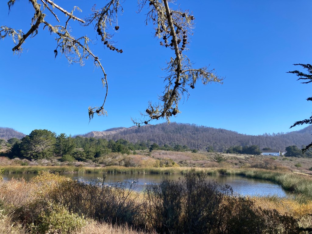 Año Nuevo Sate Park