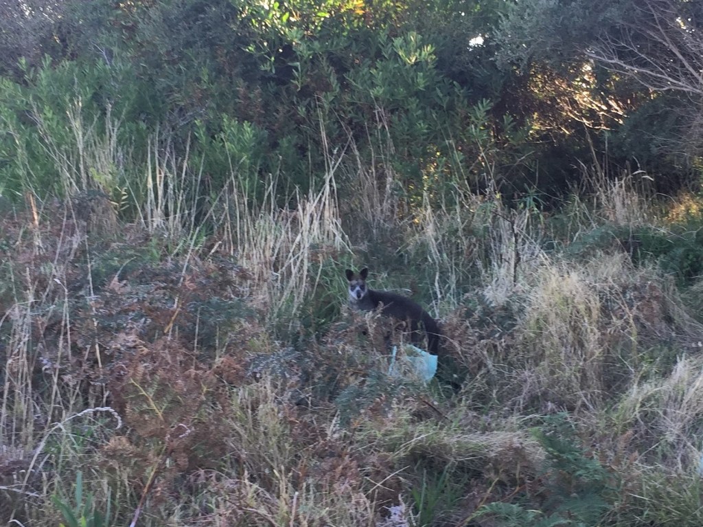 Black wallaby