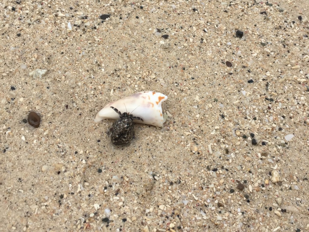 Hermit crab