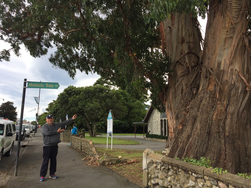 Historic Tree Greytown