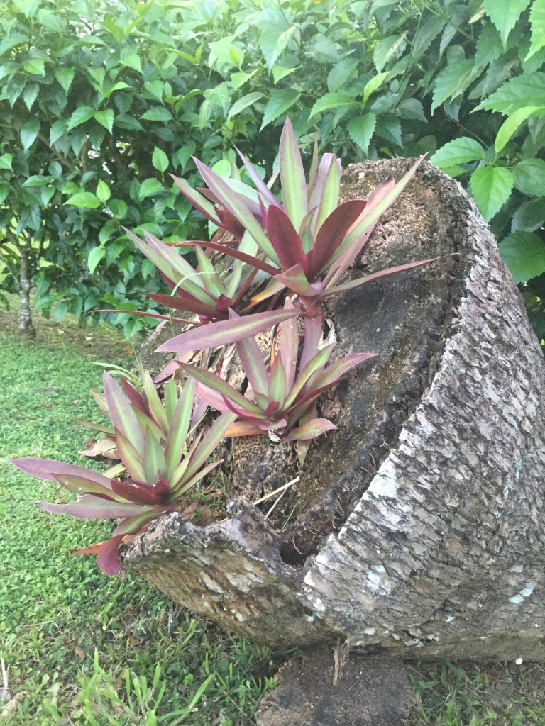 Wellesley resort garden