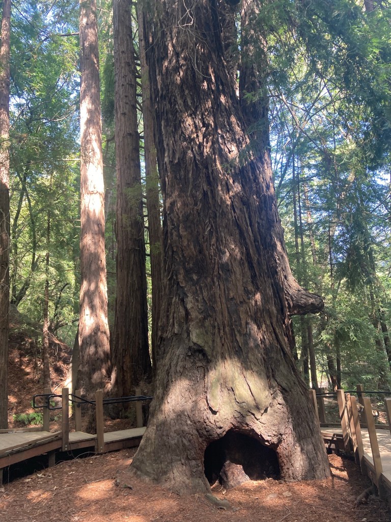 Big Sur Redwood 