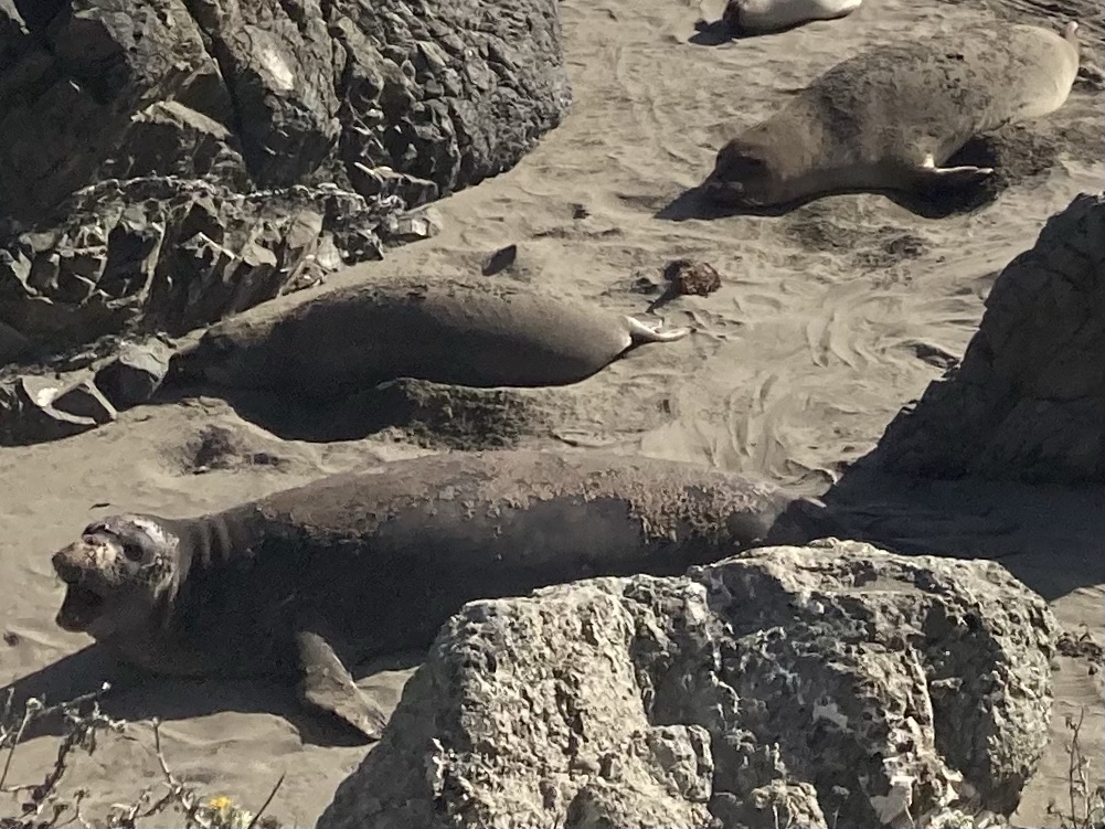 Elephant Seals