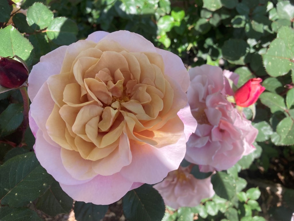 Pink and yellow rose