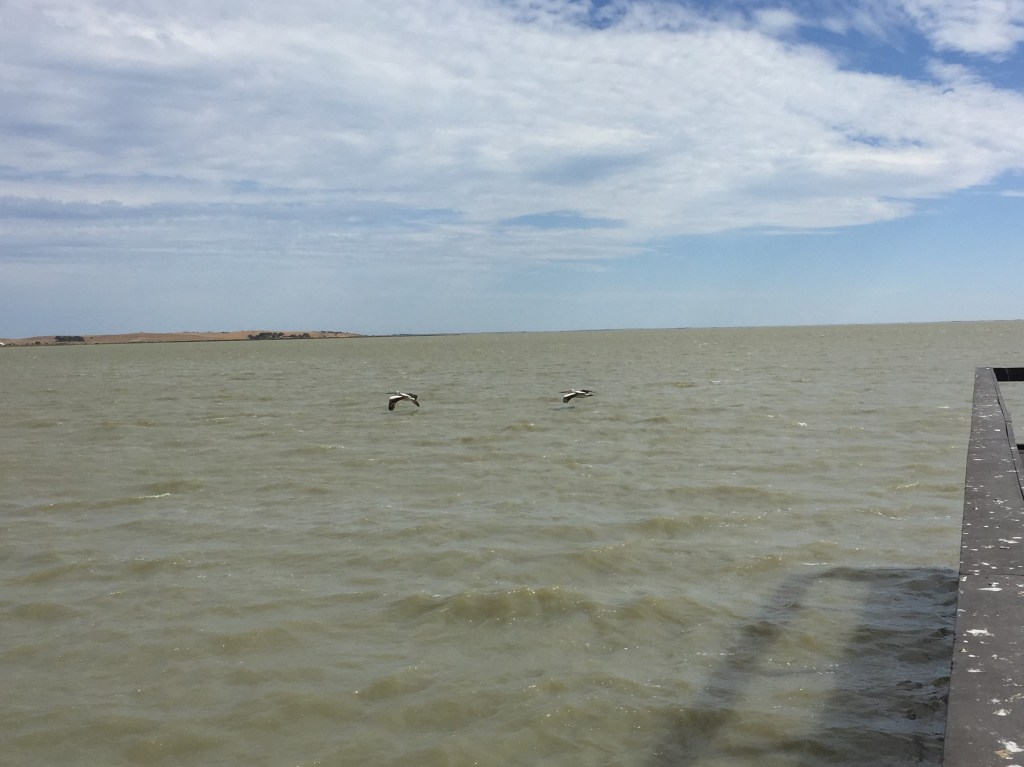 Pelicans over Lake Albert