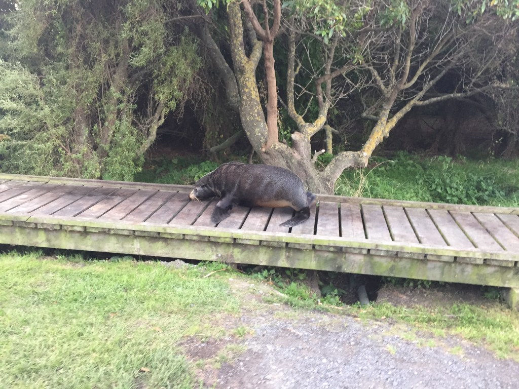 Seal on the boardwalk