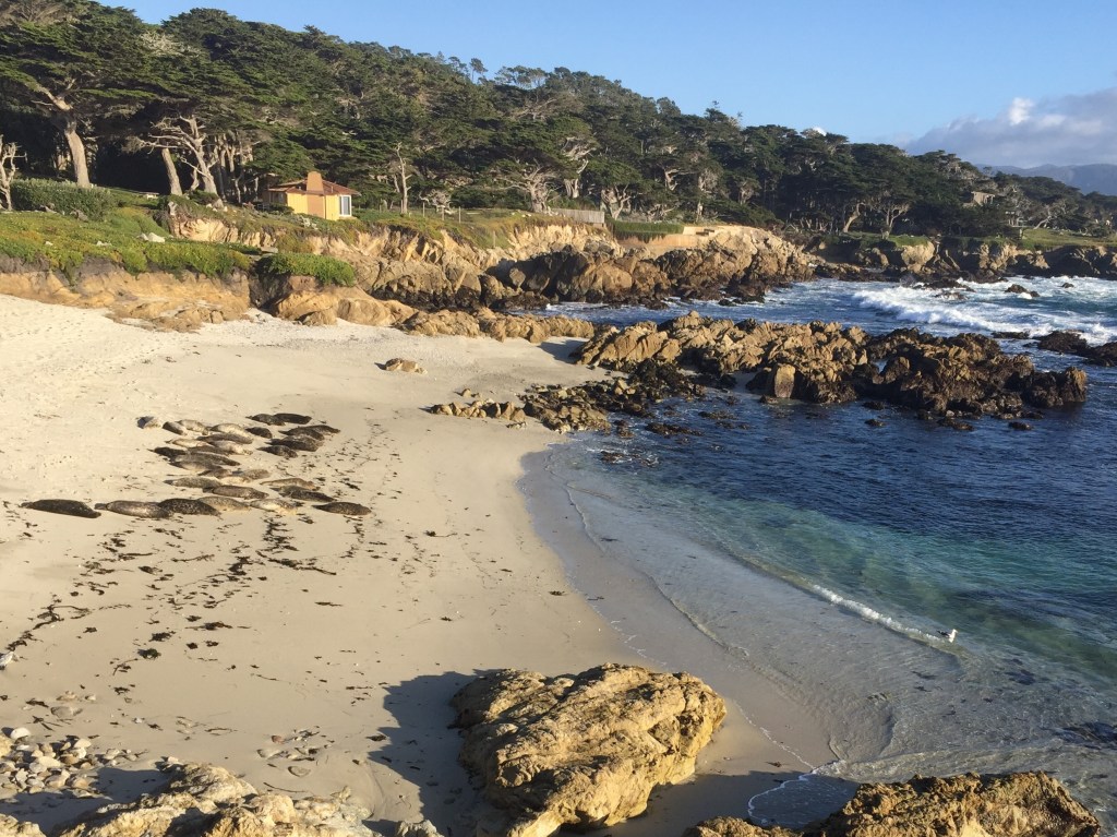 17 Mile Drive - Seals
