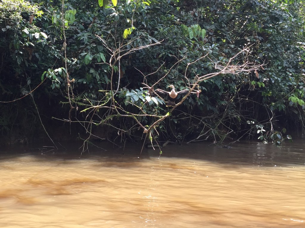 Anhinga drying its wings