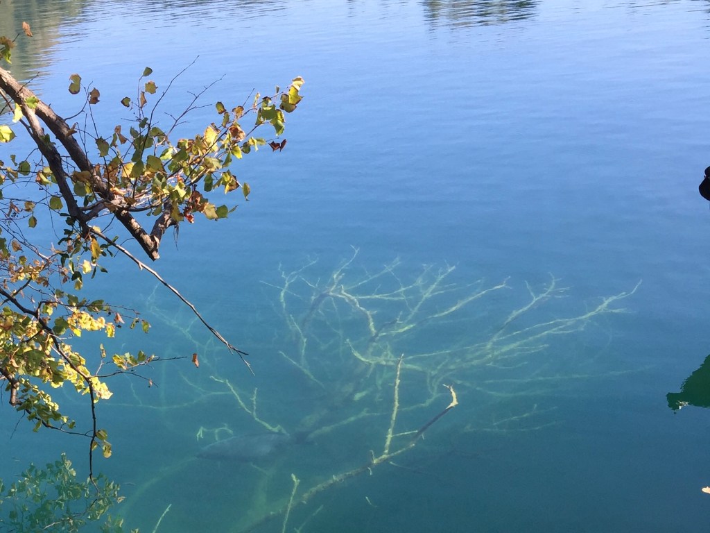 Fish from Bled Island