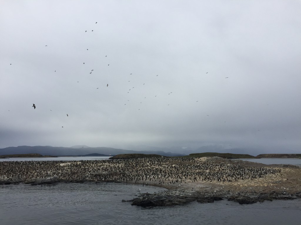 Beagle Channel Cormorants
