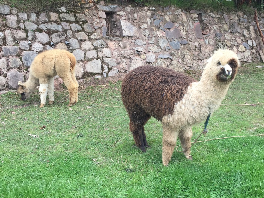Peruvian Llamas
