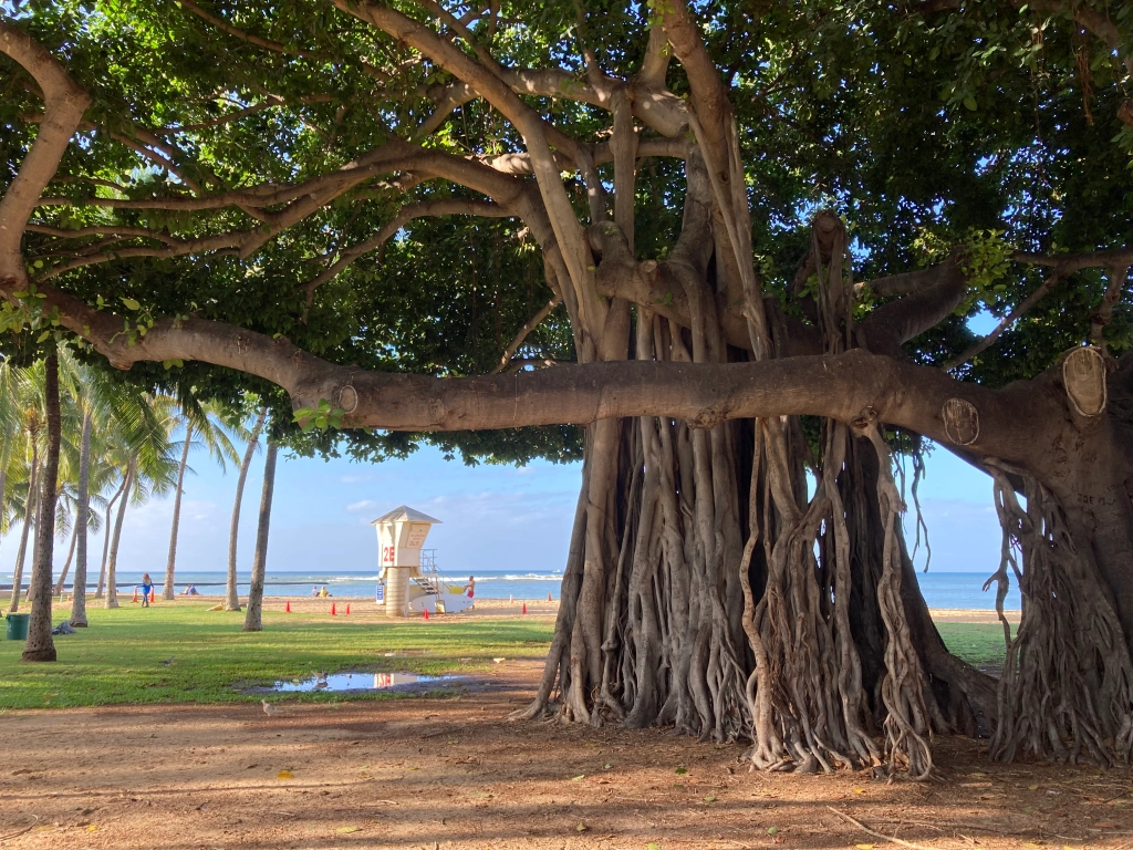 Banyan on Waikiki Beach