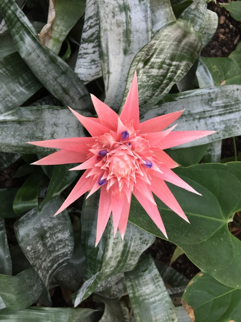 Palmiarnia Zielona Gora