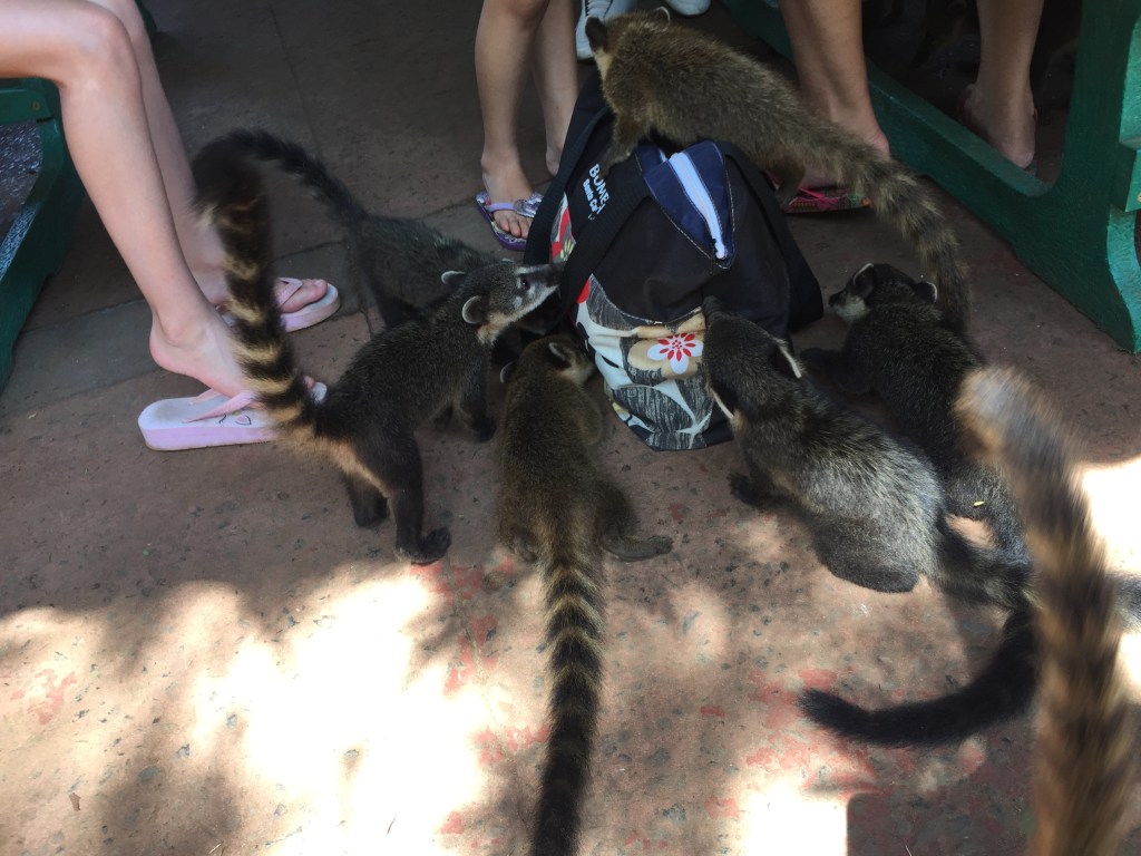 A handbag full of coatis