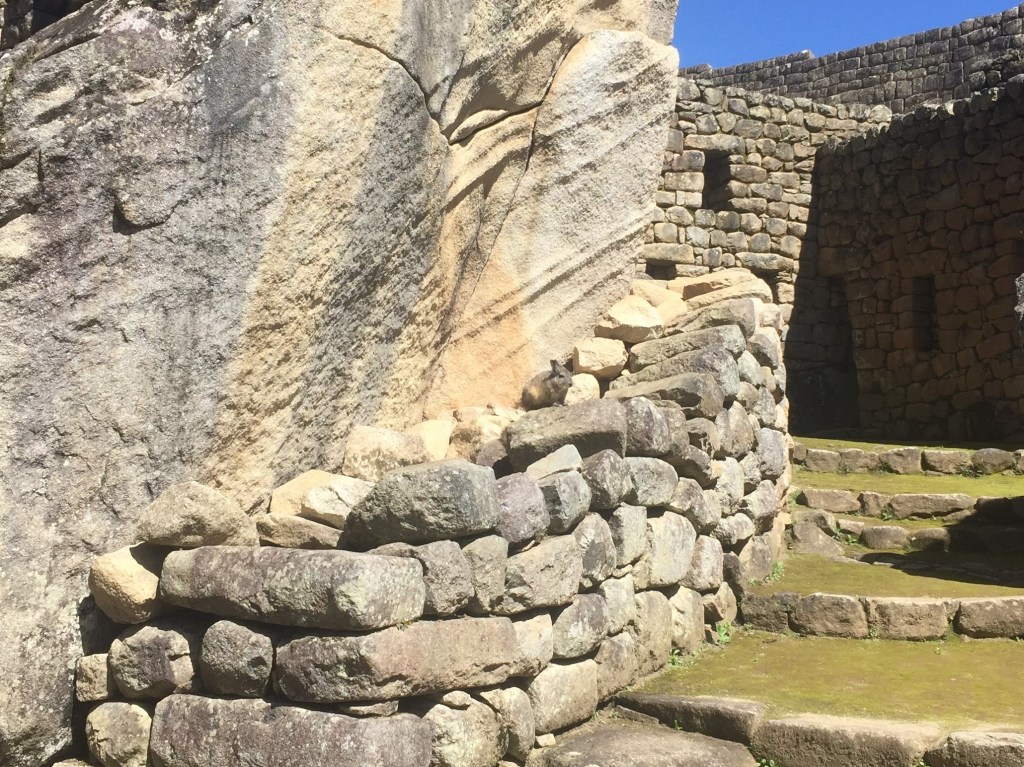 Viscacha at Temple of the Condor