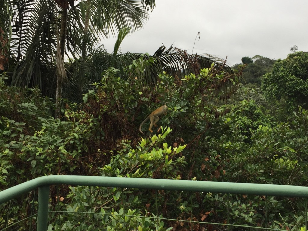 Monkey swings past my Balcony