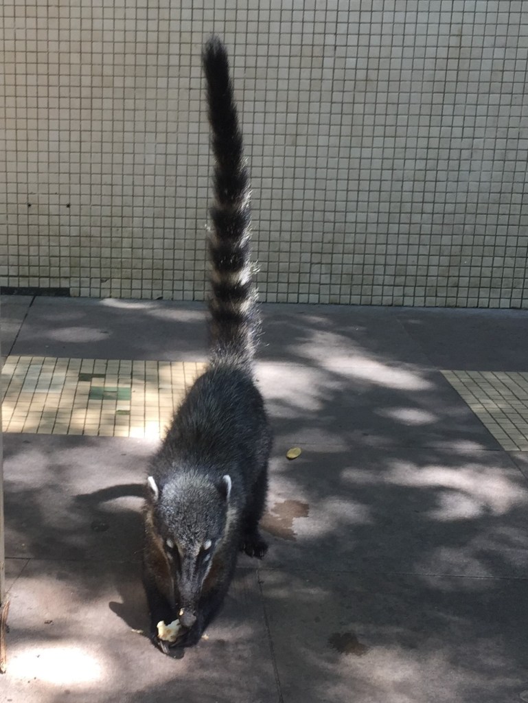 Coati eating a sandwich
