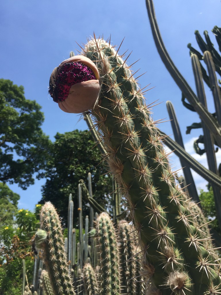 Rio Botanical Gardens