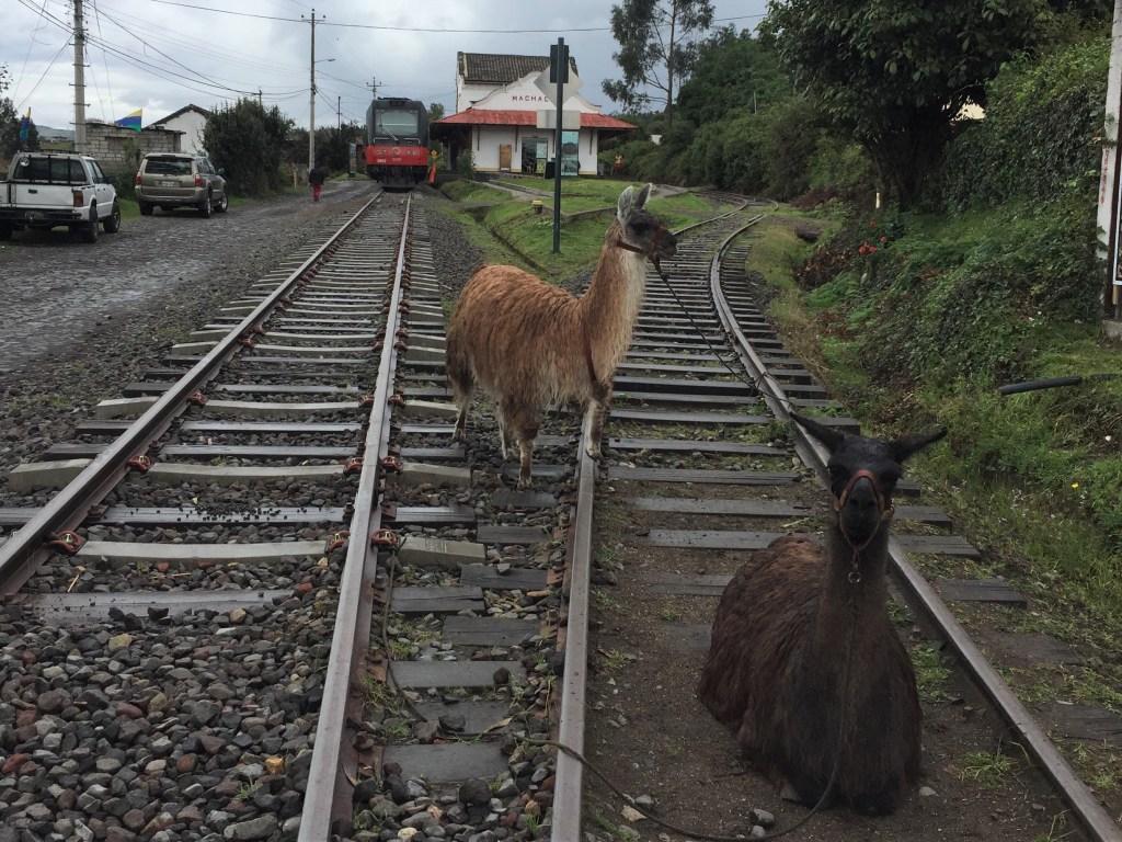 Llamas on the train track