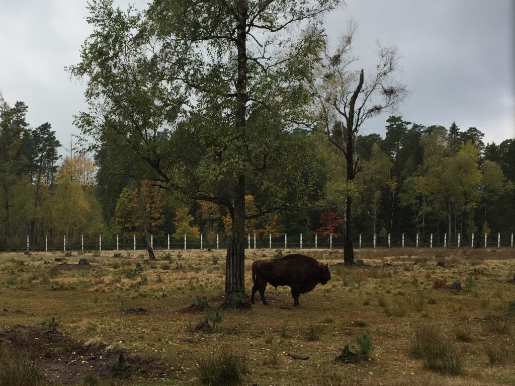 Bison inBelazkaya Plushcha National Park