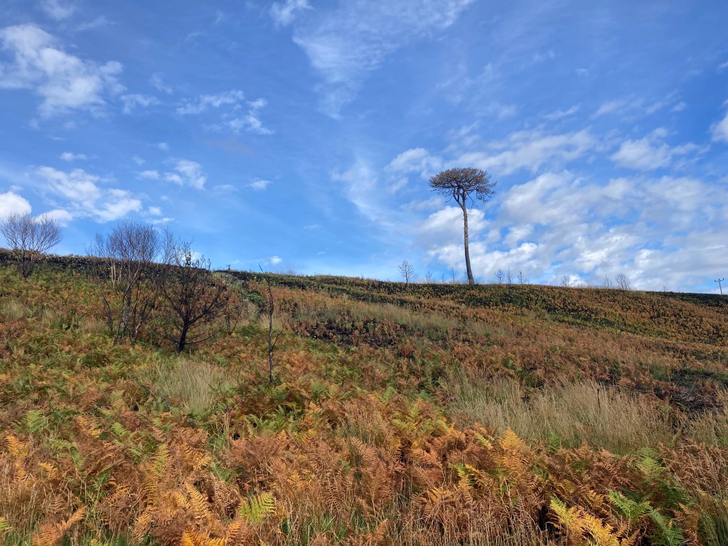Canford Heath in Autumn