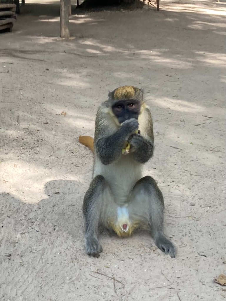 Monkey feeding at Bijilo Forest Park
