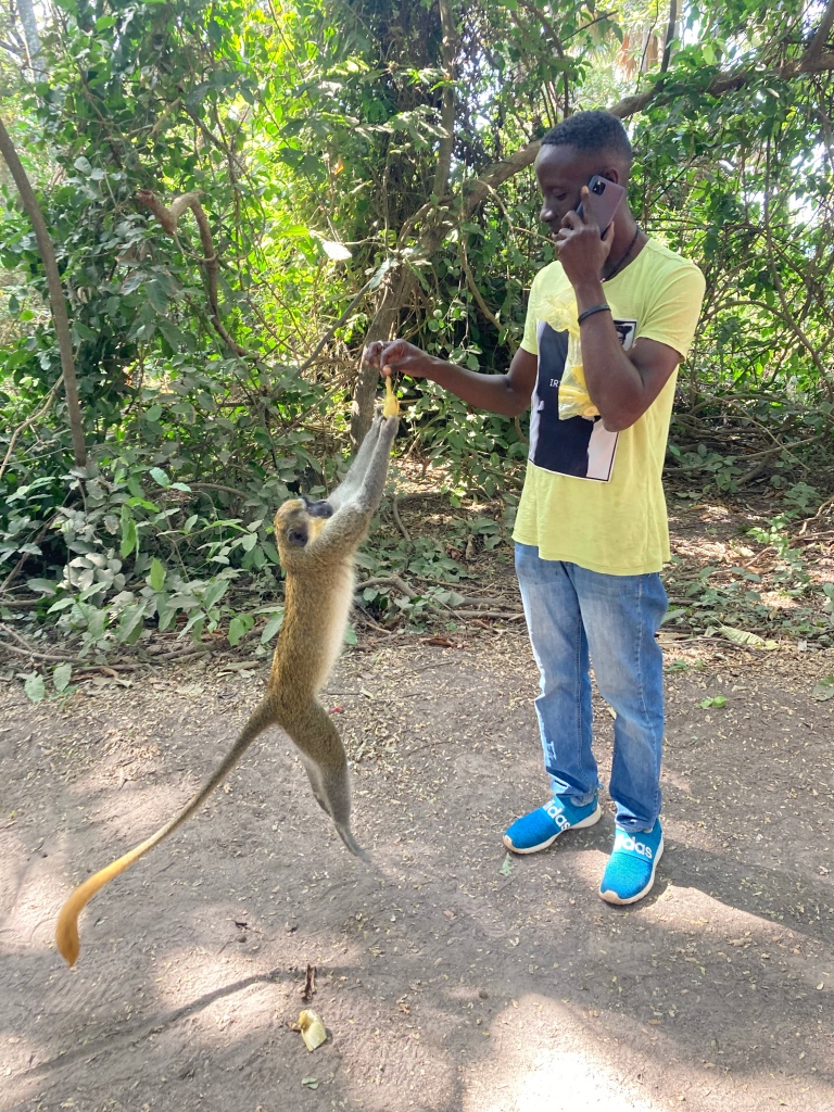 Monkey feeding in Bijilo Forest Park
