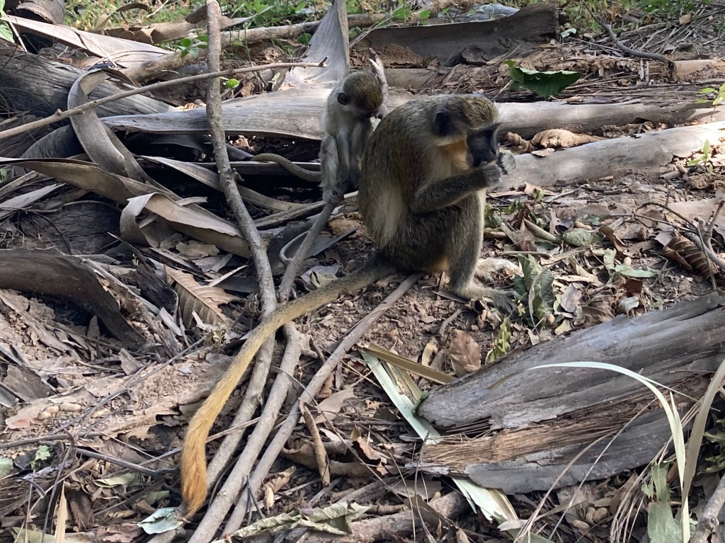 Monkey feeding at Bijilo Forest Park