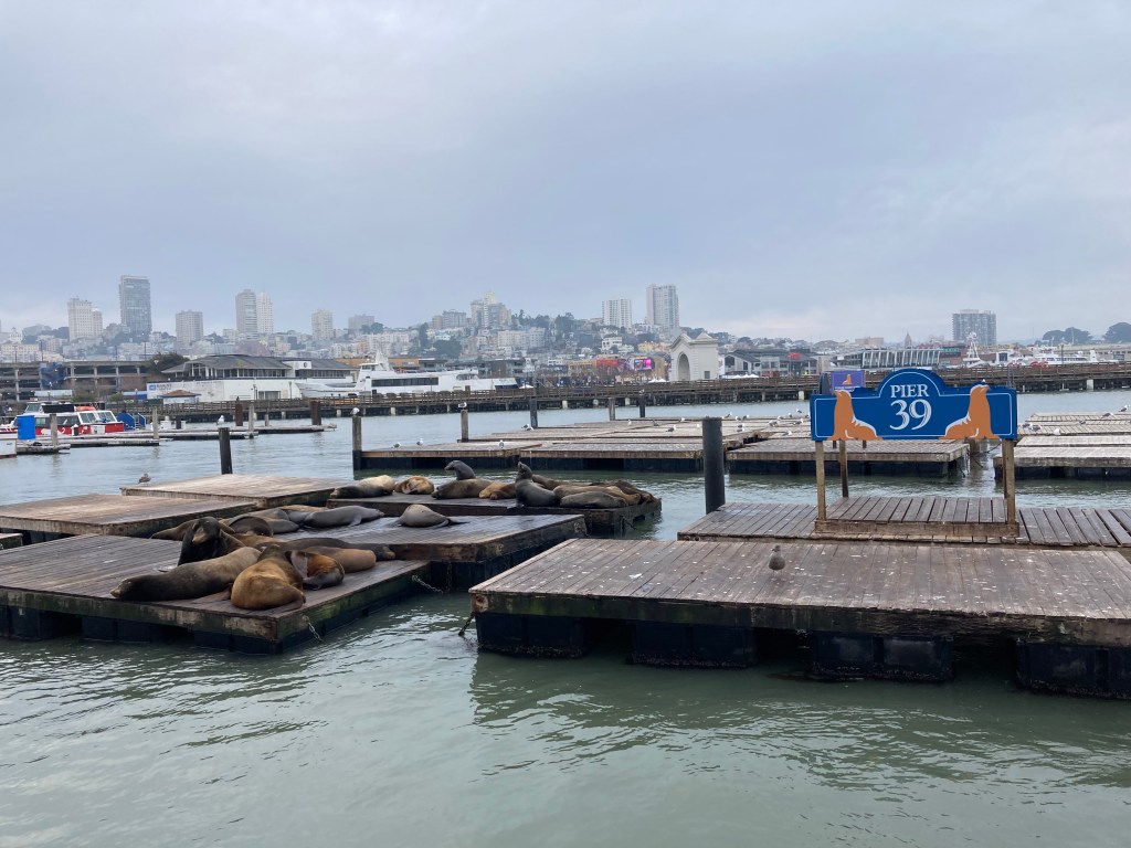 Sea Lions at Pier 39