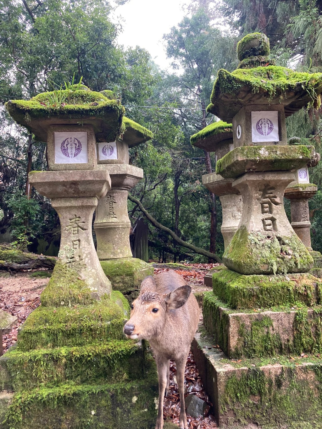 Nara in 1&nbsp;Day