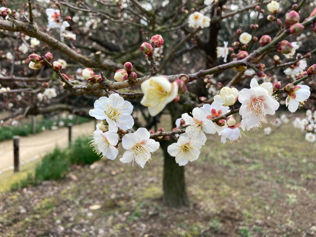 Japanese cherry Blossom