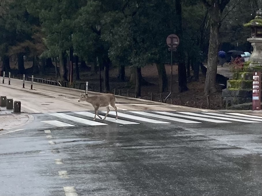 Deer Crossing