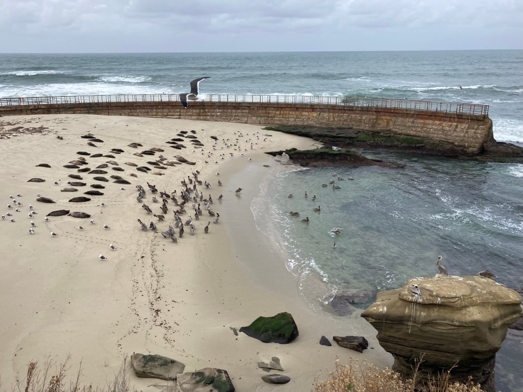 La Jolla Children’s Pool