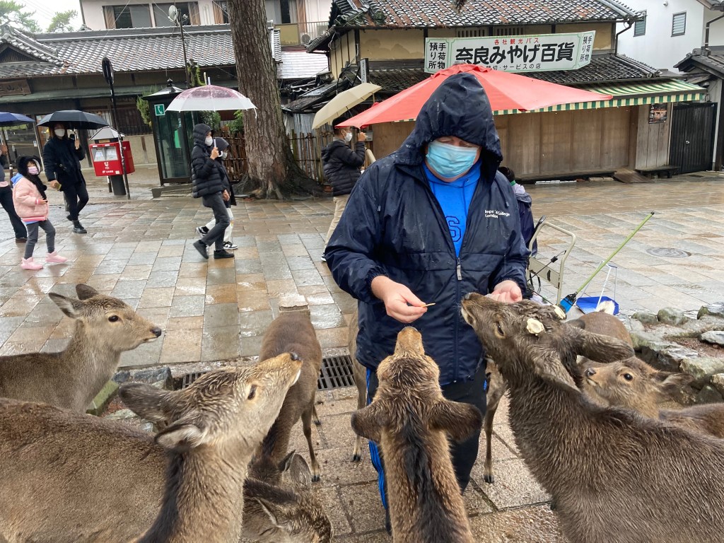 Deer feeding in Nara
