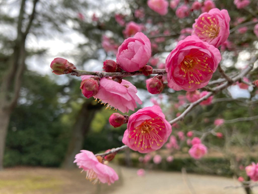 Japanese Apricot Blossom