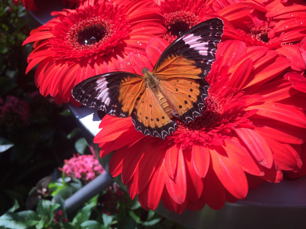 Changi Airport Butterfly Garden