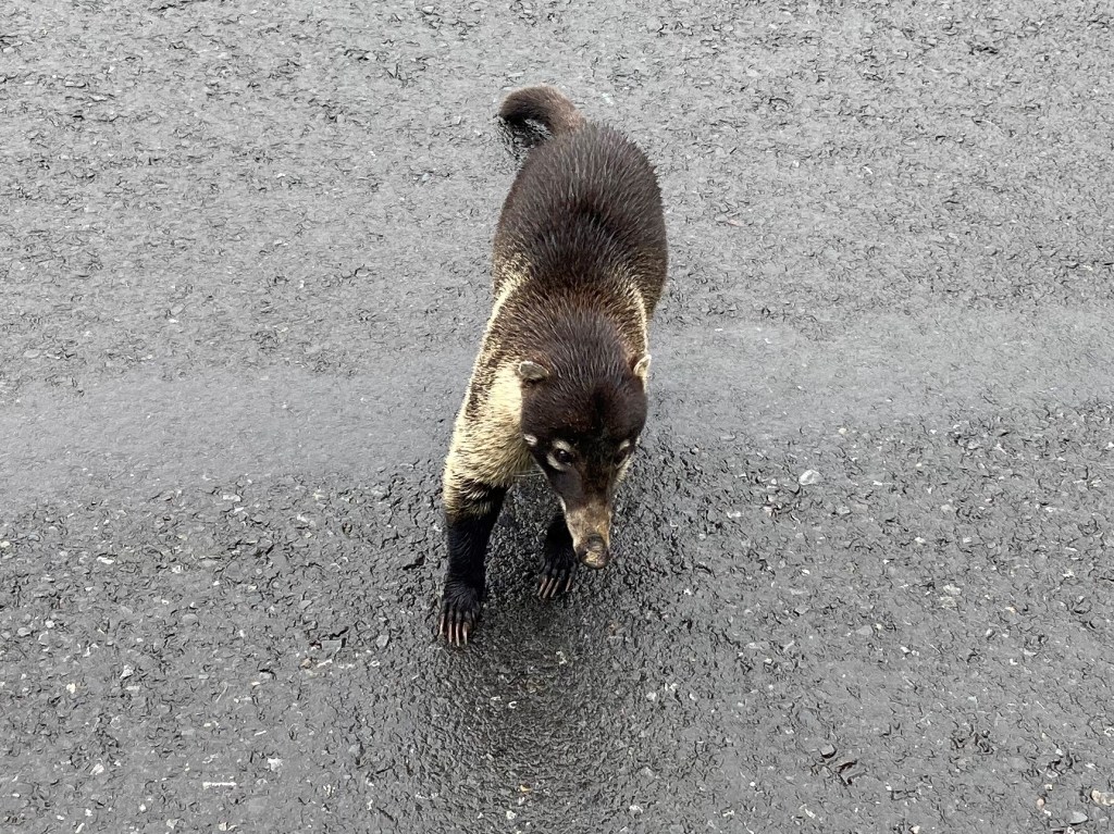 Coati on the road