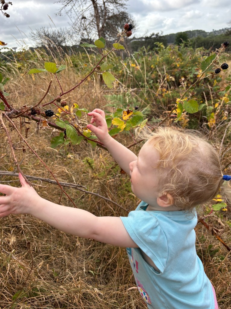 Blackberry picking at Canford Heath