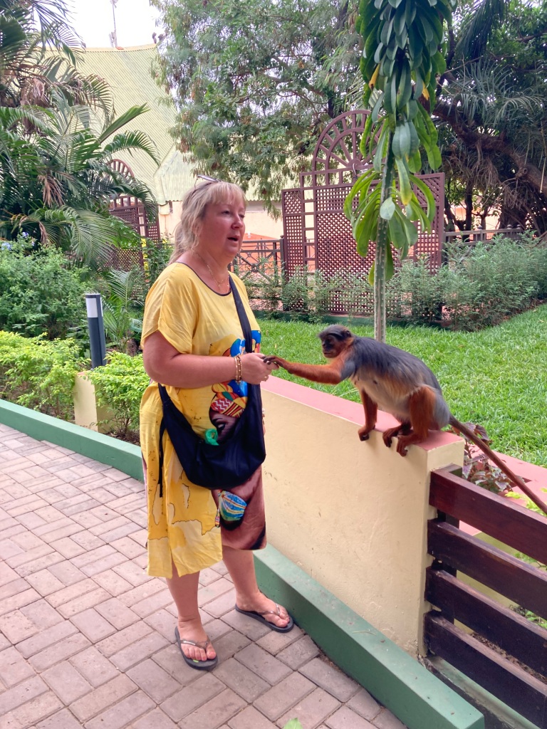 Monkey at the Senegambia Beach Hotel