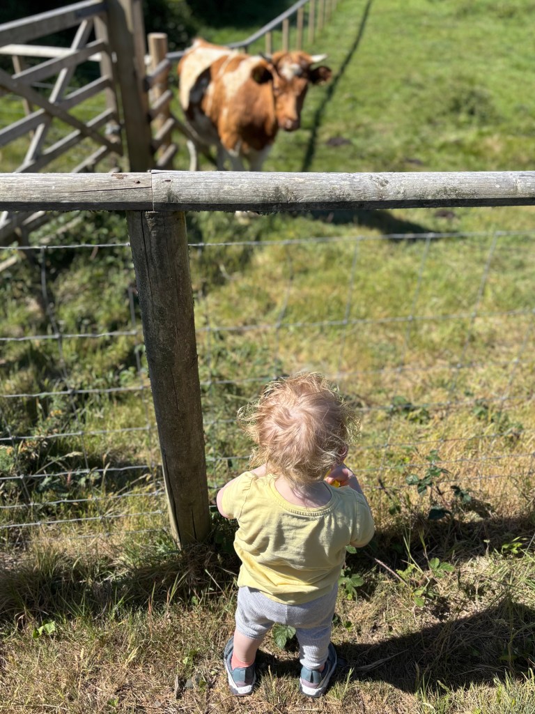 Hengistbury Head Cow