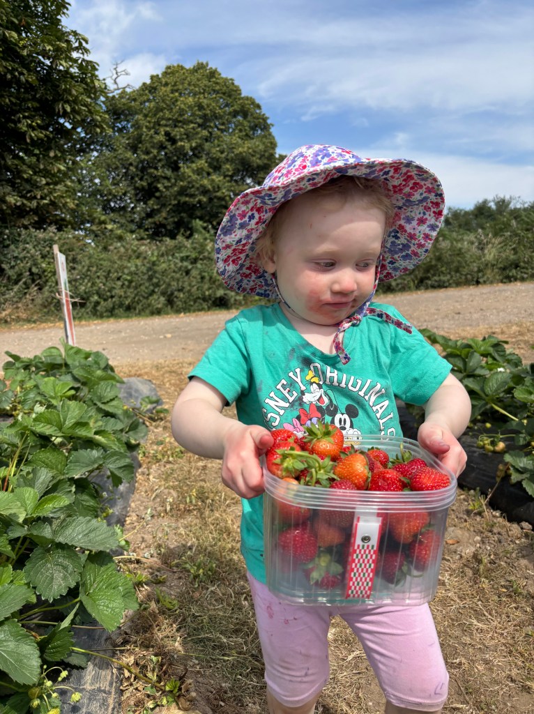 Strawberry Picking at Sopley Farm