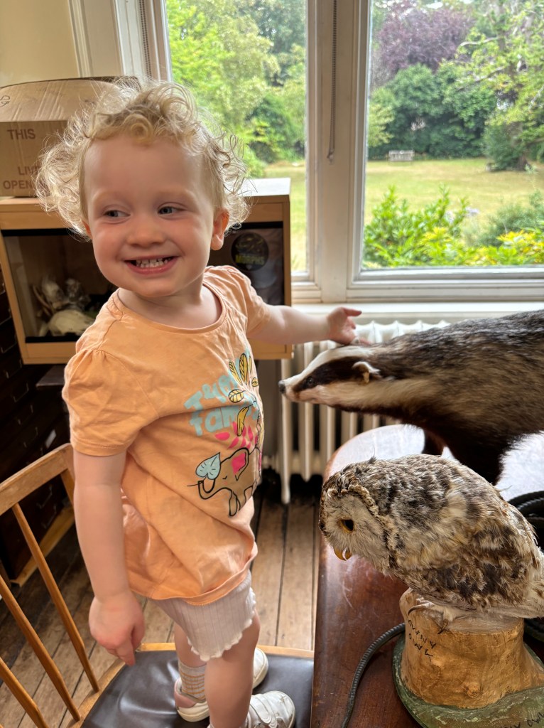 Taxidermy Specimens at Bournemouth Natural Science Museum