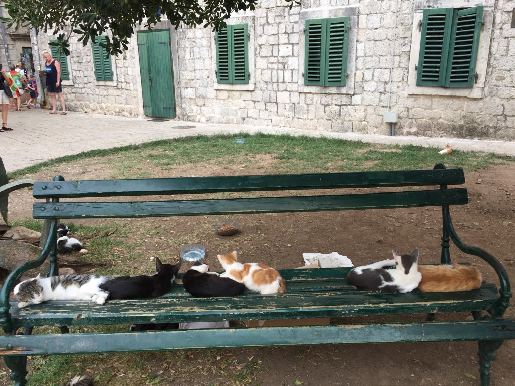 Kotor Cats