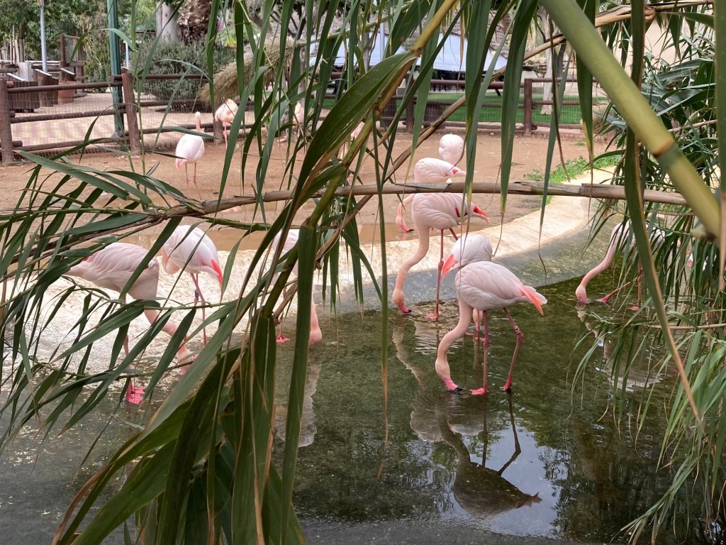 Limassol Municipal Gardens