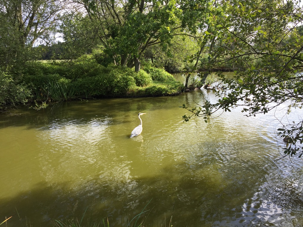Heron at Littledown Park
