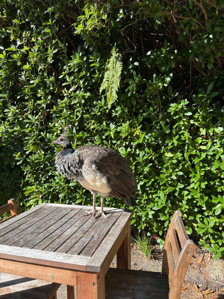 The Blue Pool Peahen