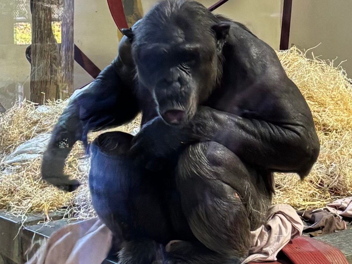 101 Things to do in  Bournemouth – Monkey&nbsp;World